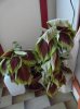 coleus.jpg