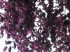 albero rosa2.jpg