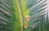 Cycas 1 (2).jpg