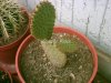 Opuntia rufida.jpg