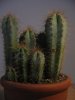 Cactus 24-12-2010.jpg