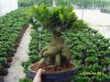 charkson_R90E6NL21ficus_ginsengwith_grafted[1].jpg