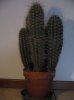 pachycereus pringley 28-12-10 (1).jpg pachycereus pringley 28-12-10 (1).jpg