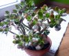 crassula.jpg