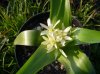 Ornithogalum_lanceolatum_AM.jpg