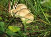 Calocybe Gambosa.jpg