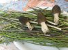 asparagus acutifolius+morchella deliciosa.jpg