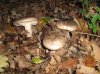 Clitocybe Nebularis.jpg