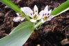 Colchicum hungaricum var. albiflorum.jpg