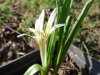 Colchicum kesselringii.jpg