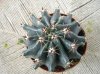 cb010211 Ferocactus horridus f. brevispinus (2).jpg