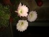echinopsis1.jpg