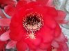 Echin. Grandiflorus interno fiore.jpg