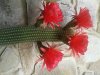 Echinopsis Grandiflora .jpg