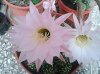 Echinopsis Eyriesii fiore.jpg