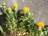DSCF3010.jpg