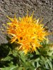 DSCF3009.jpg