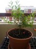 20140708_130256.jpg 20140708_130256.jpg