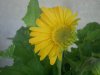 calendula1.jpg