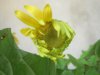 calendula2.jpg