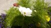 P1050959modif.jpg