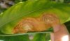 DSC05551copiata.jpg