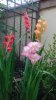 gladioli (450x800).jpg