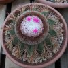 Melocactus matanzanus.jpg