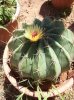 Ferocactus alamosanus.jpg