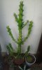 Euphorbia Mayuranatanii.jpg