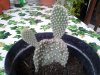 opuntia 3.jpg