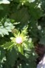 flowers6.jpg