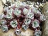 roccioso sedum 2.JPG