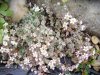 roccioso sedum 3.JPG