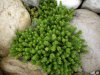 roccioso sedum 4.JPG