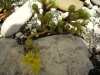 roccioso sedum.JPG