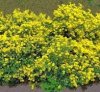 Coronilla valentina 'Glauca'.jpg