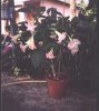 Brugmansia rosa.jpg