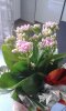 IMG-20140807-WA0001.jpg