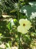 Hibiscus manihot.jpg