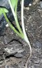 Salvia radice1.jpg