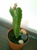 cactus ignoto.2.jpg