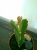 cactus ignoto.jpg