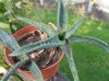 aloe descoingsii.jpg