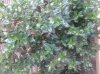 20140828_074514.jpg 20140828_074514.jpg