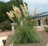cortaderia-selloana.jpg