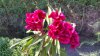 IMG-20140828-WA0001.jpg