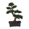 PodocarpusBonsaiTree24in.jpg