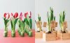 msw_mwd105402_spr10_tulip04_xl copia.jpg msw_mwd105402_spr10_tulip04_xl copia.jpg