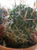 echinofossolocactus1.jpg